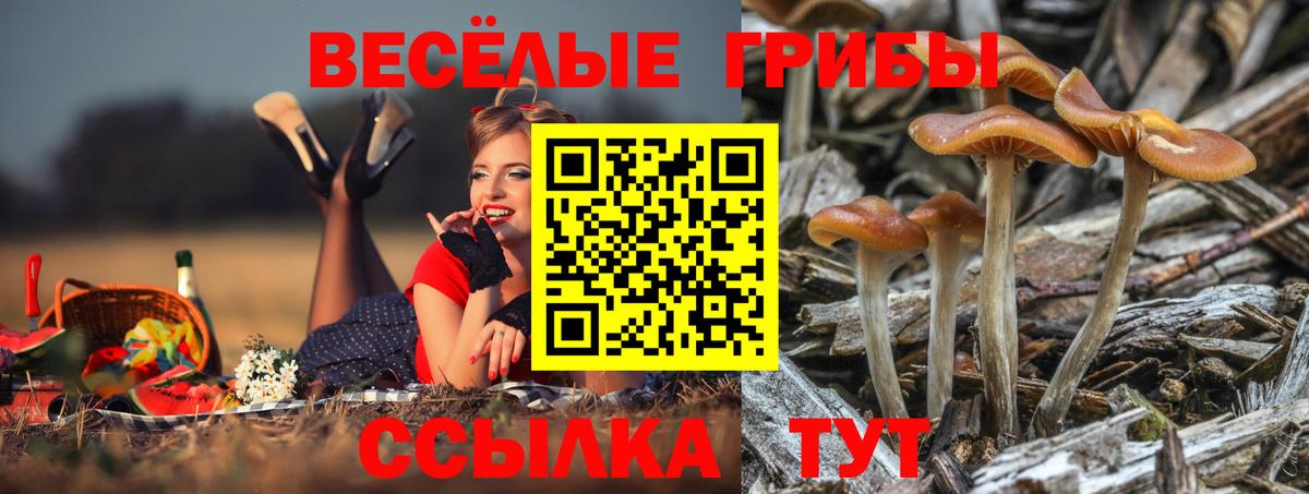 Псилоцибиновые грибы GOLDEN TEACHER Абинск